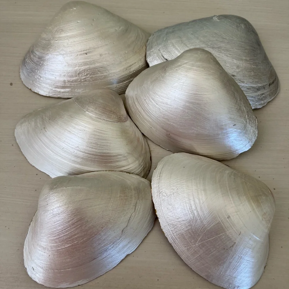 🌻6-Pearl painted and gold embossed shells with pearl - Picture 7 of 16